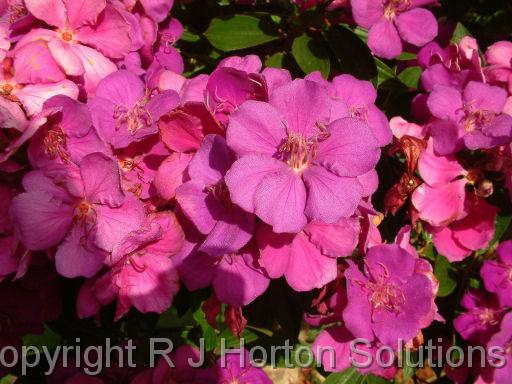 Tibouchina Alstonvillesmall